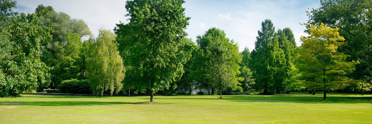 Green Trees Banner Stock2