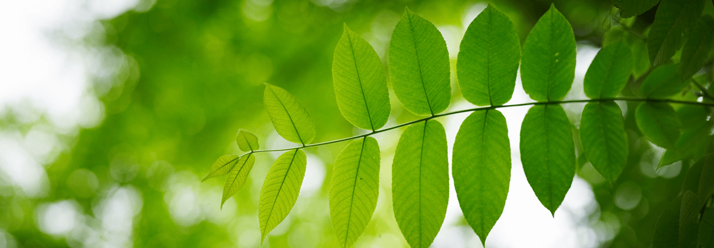 Emerald Ash Borer Facts